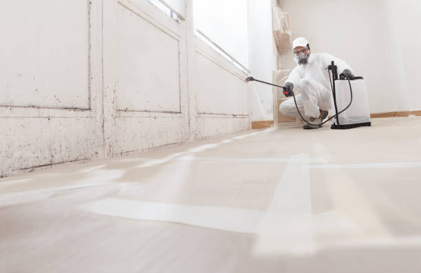 24/7 Emergency Mold Remediation experts in Saint Petersburg, FL