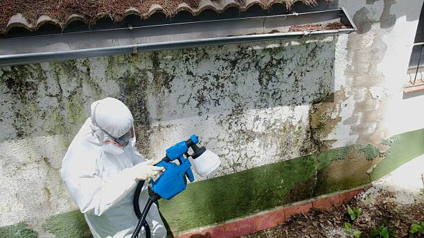 Top rated local Mold Remediation specialists in Saint Petersburg, FL